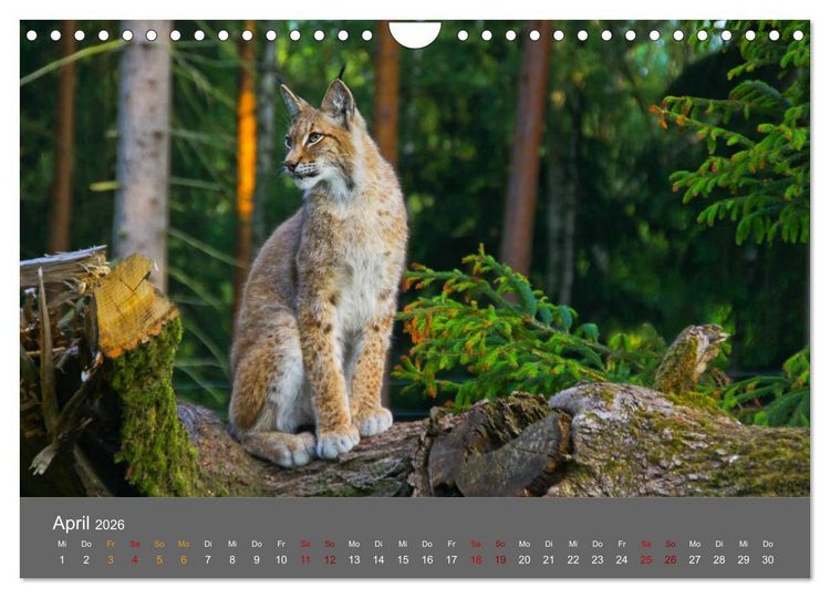 Produktbild: Der Luchs - Hochbeinig, Pinselohren, Backenbart (Wandkalender 2026 DIN A4 quer), CALVENDO Monatskalender