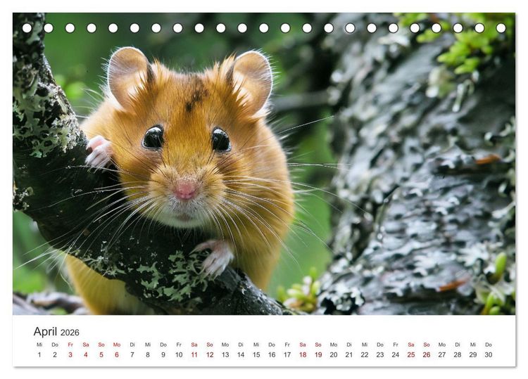 Produktbild: Wild und flauschig - Hamster - Abenteuer in freier Natur (Tischkalender 2026 DIN A5 quer), CALVENDO Monatskalender