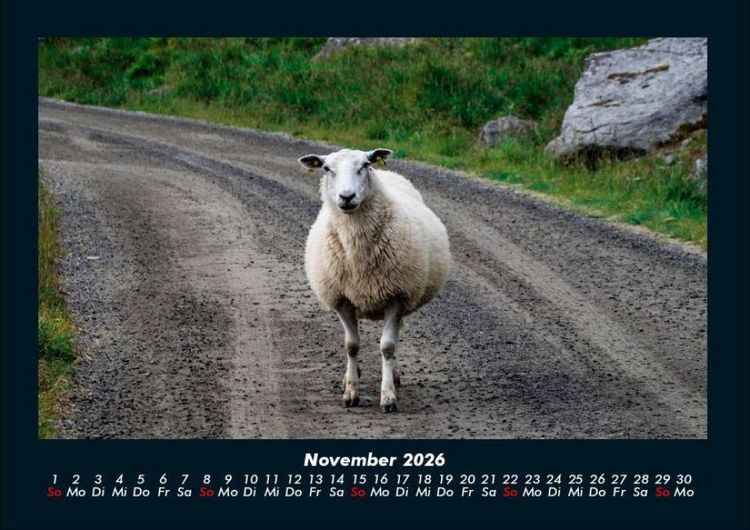 Produktbild: Welt der Tiere 2026 Fotokalender DIN A4