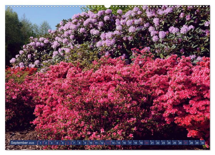 Produktbild: Sch&ouml;nes Ammerland (Wandkalender 2026 DIN A2 quer), CALVENDO Monatskalender