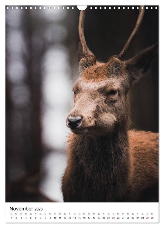 Produktbild: Wilde Nachbarn: Rotwild (Wandkalender 2026 DIN A3 hoch), CALVENDO Monatskalender