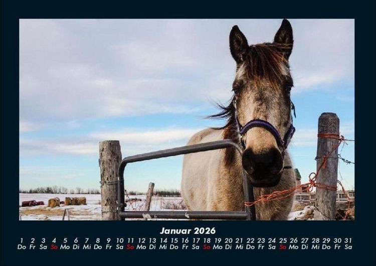 Produktbild: Pferdetraum 2026 Fotokalender DIN A4