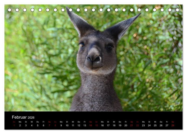 Produktbild: Australian Wildlife (Tischkalender 2026 DIN A5 quer), CALVENDO Monatskalender