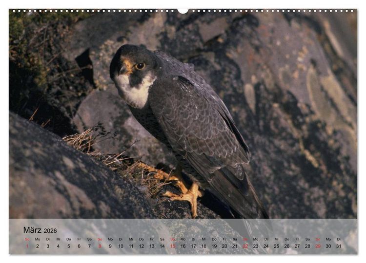 Produktbild: Falken und Greifv&ouml;gel. Edle J&auml;ger (hochwertiger Premium Wandkalender 2026 DIN A2 quer), Kunstdruck in Hochglanz