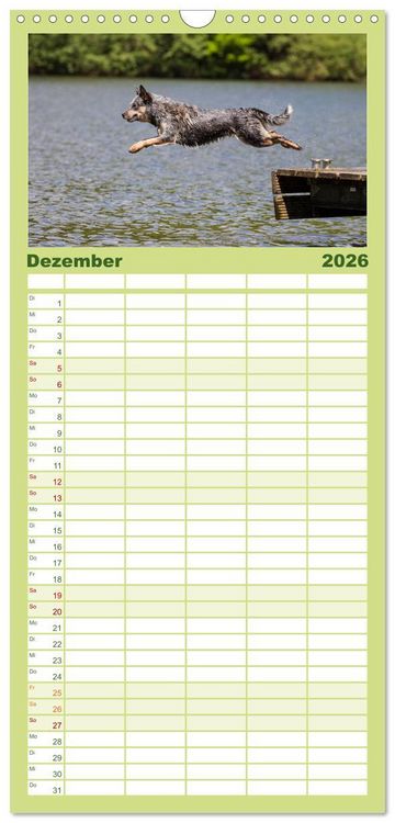 Produktbild: Familienplaner 2026 - Spaziergang am See Australian Cattle Dogs mit 5 Spalten (Wandkalender, 21 x 45 cm) CALVENDO