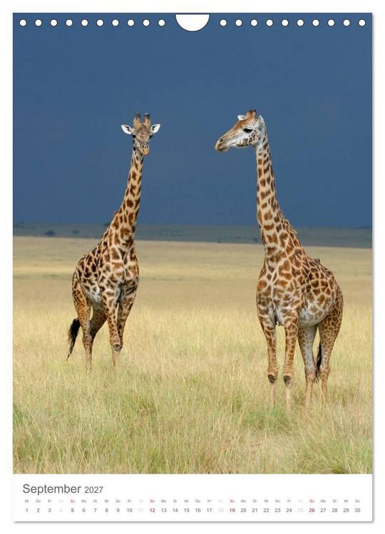 Produktbild: Magie des Augenblicks - Giraffen - Riesen der Savanne (Wandkalender 2027 DIN A4 hoch), CALVENDO Monatskalender