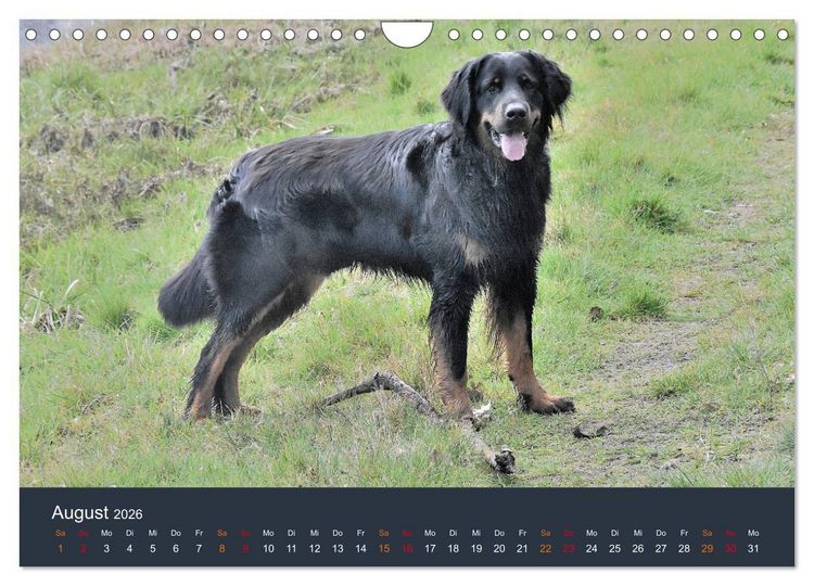 Produktbild: Ein Hovawart, ein Wachhund (Wandkalender 2026 DIN A4 quer), CALVENDO Monatskalender