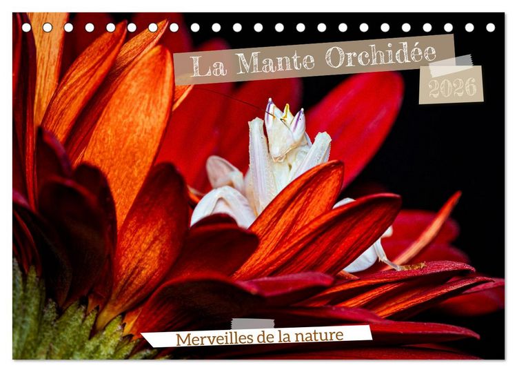 Produktbild: La Mante Orchid&eacute;e (Calendrier de bureau 2026 DIN A5 vertical), CALVENDO calendrier mensuel