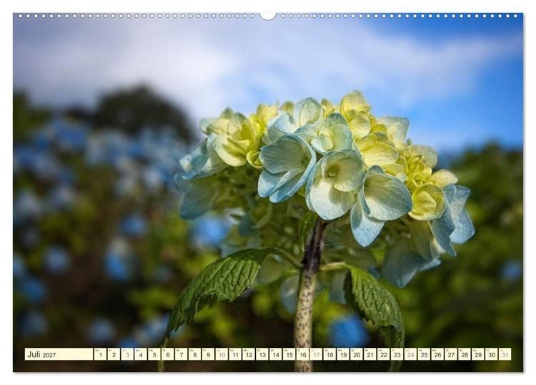 Produktbild: Hortensientr&auml;ume (Wandkalender 2027 DIN A2 quer), CALVENDO Monatskalender