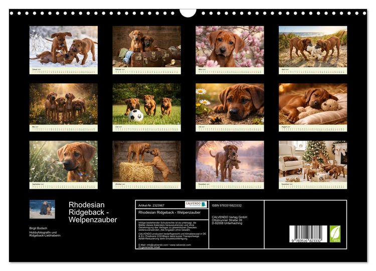 Produktbild: Rhodesian Ridgeback - Welpenzauber (Wandkalender 2027 DIN A3 quer), CALVENDO Monatskalender