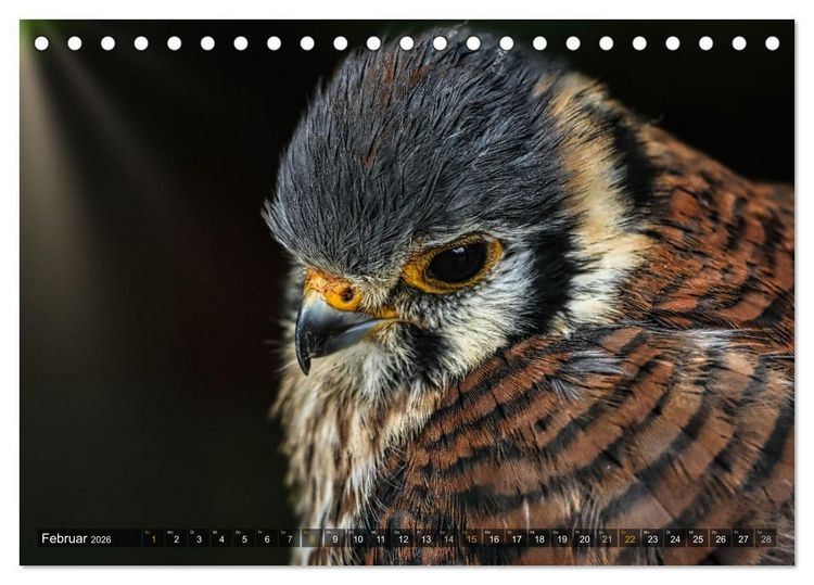 Produktbild: Imposante Vogelportr&auml;ts (Tischkalender 2026 DIN A5 quer), CALVENDO Monatskalender