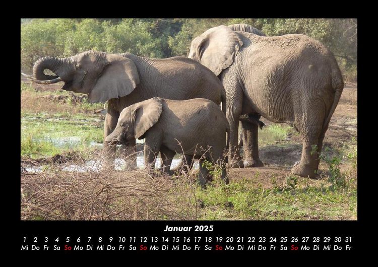 Produktbild: Elefanten 2025 Fotokalender DIN A3