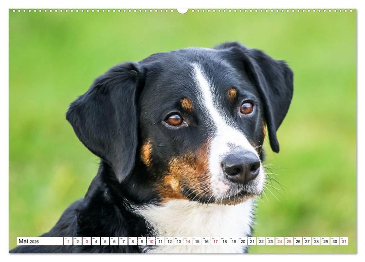 Produktbild: Appenzeller Sennenhunde (hochwertiger Premium Wandkalender 2026 DIN A2 quer), Kunstdruck in Hochglanz