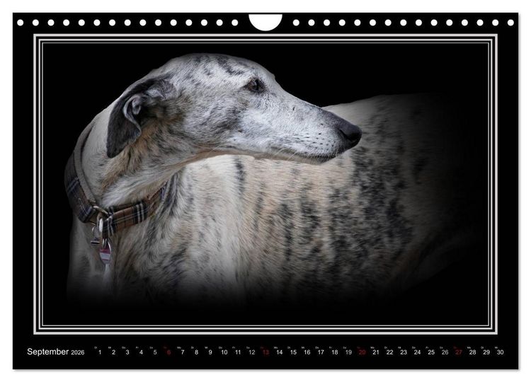Produktbild: Galgo Espa&ntilde;ol 2026- Der spanische Windhund (Wandkalender 2026 DIN A4 quer), CALVENDO Monatskalender