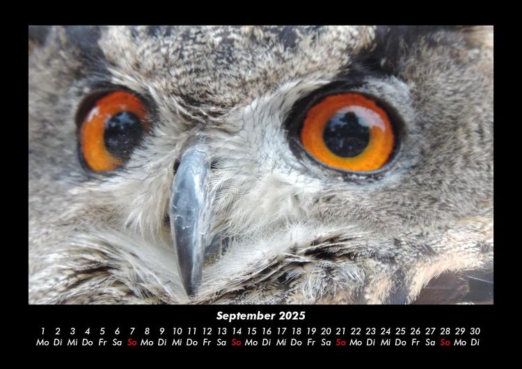 Produktbild: Welt der Tiere 2025 Fotokalender DIN A3
