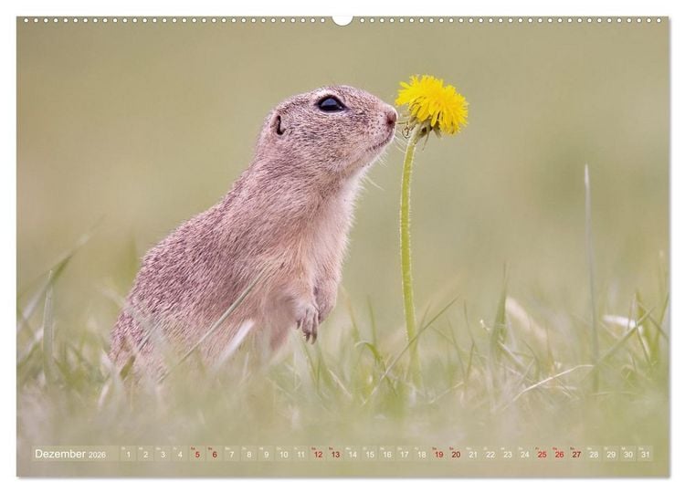 Produktbild: Zauberhafte Ziesel (hochwertiger Premium Wandkalender 2026 DIN A2 quer), Kunstdruck in Hochglanz
