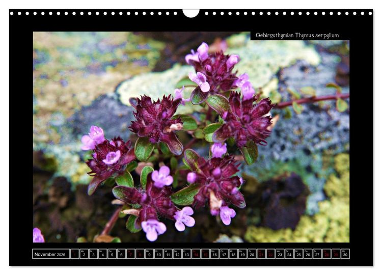 Produktbild: Alpine Flora in der Hom&ouml;opathie (Wandkalender 2026 DIN A3 quer), CALVENDO Monatskalender
