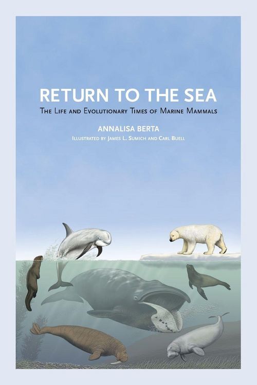 Produktbild: Return to the Sea