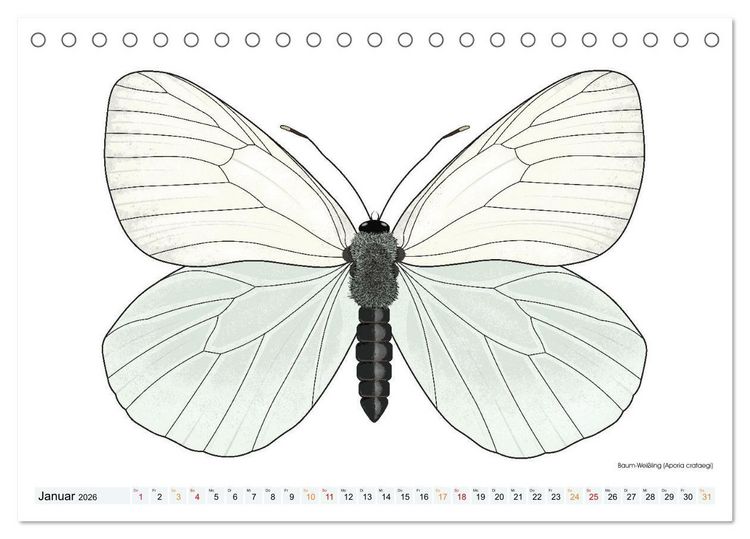 Produktbild: Schmetterlinge illustriert (Tischkalender 2026 DIN A5 quer), CALVENDO Monatskalender