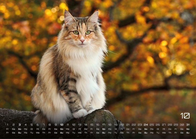 Produktbild: Miau - Unsere Stubentiger - Der Katzenkalender - 2027 - Kalender DIN A3