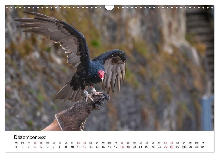 Produktbild: Greifv&ouml;gel in Aktion - Dynamische Flugbilder und Portr&auml;ts (Wandkalender 2027 DIN A3 quer), CALVENDO Monatskalender