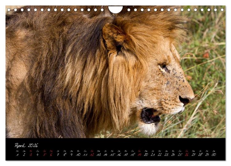 Produktbild: Faszination Afrika - wilde Tiere der Masai Mara - Kenia (Wandkalender 2026 DIN A4 quer), CALVENDO Monatskalender
