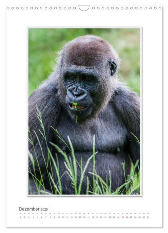 Produktbild: Emotionale Momente: Aus dem Leben der Familie Gorilla. (Wandkalender 2026 DIN A3 hoch), CALVENDO Monatskalender