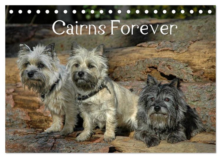 Produktbild: Cairns Forever (Tischkalender 2026 DIN A5 quer), CALVENDO Monatskalender