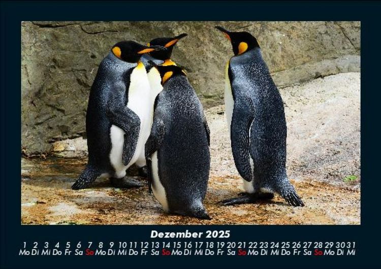 Produktbild: Pinguine & Eisb&auml;ren 2025 Fotokalender DIN A5