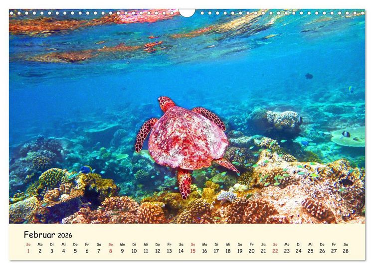 Produktbild: Faszination Meeresschildkr&ouml;ten (Wandkalender 2026 DIN A3 quer), CALVENDO Monatskalender