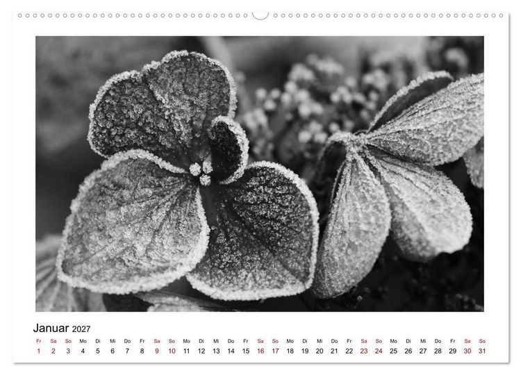 Produktbild: Die grafische Sch&ouml;nheit der Pflanzen &ndash; Schwarz-Wei&szlig; (Wandkalender 2027 DIN A2 quer), CALVENDO Monatskalender