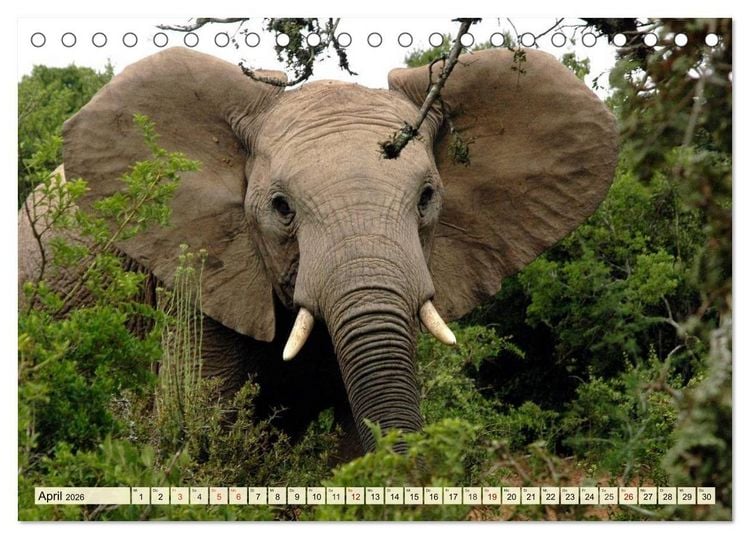 Produktbild: Afrika. Botswanas wundervolle Tierwelt (Tischkalender 2026 DIN A5 quer), CALVENDO Monatskalender
