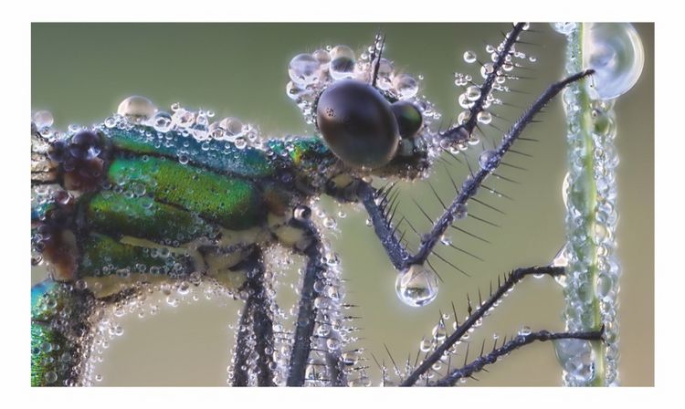 Produktbild: Verborgene Wildnis Bayern