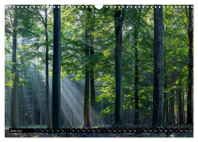 Produktbild: Arnsberger Wald (Wandkalender 2026 DIN A3 quer), CALVENDO Monatskalender