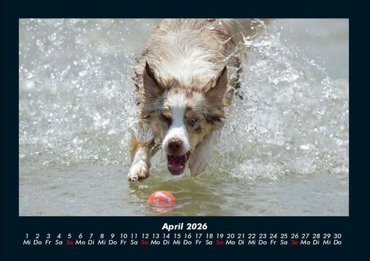 Produktbild: Haustierkalender 2026 Fotokalender DIN A4