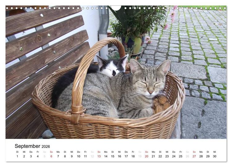 Produktbild: Bauernhoftiere (Wandkalender 2026 DIN A3 quer), CALVENDO Monatskalender