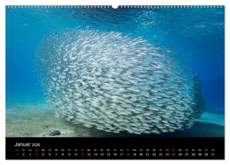Produktbild: Tanz der Fische (hochwertiger Premium Wandkalender 2026 DIN A2 quer), Kunstdruck in Hochglanz
