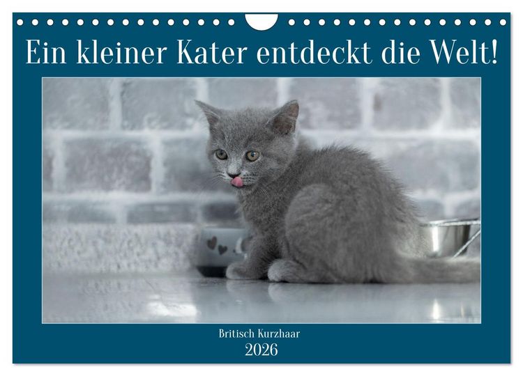 Produktbild: Ein kleiner Kater entdeckt die Welt! (Wandkalender 2026 DIN A4 quer), CALVENDO Monatskalender