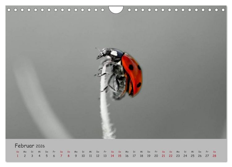 Produktbild: Gl&uuml;cksk&auml;fer (Wandkalender 2026 DIN A4 quer), CALVENDO Monatskalender