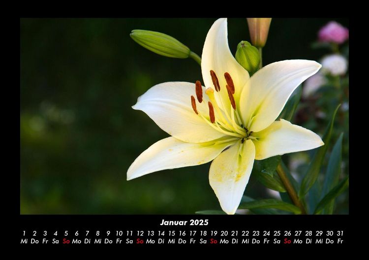 Produktbild: Blumenzauber 2025 Fotokalender DIN A3
