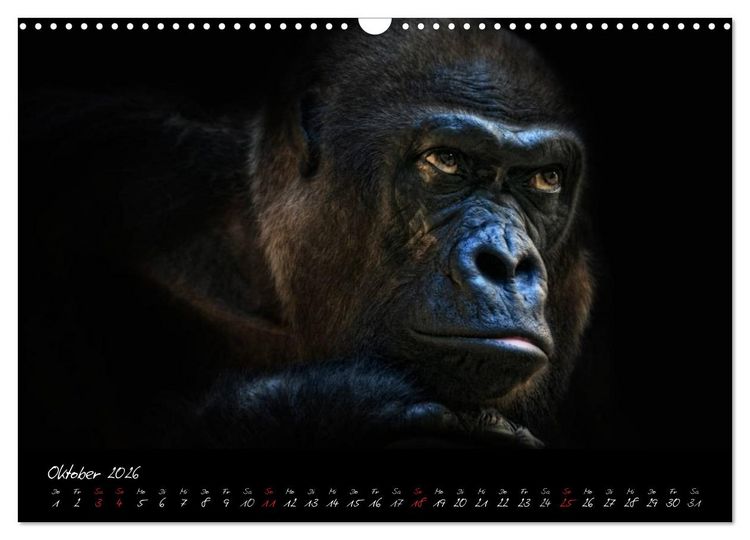 Produktbild: Gorilla (Wandkalender 2026 DIN A3 quer), CALVENDO Monatskalender