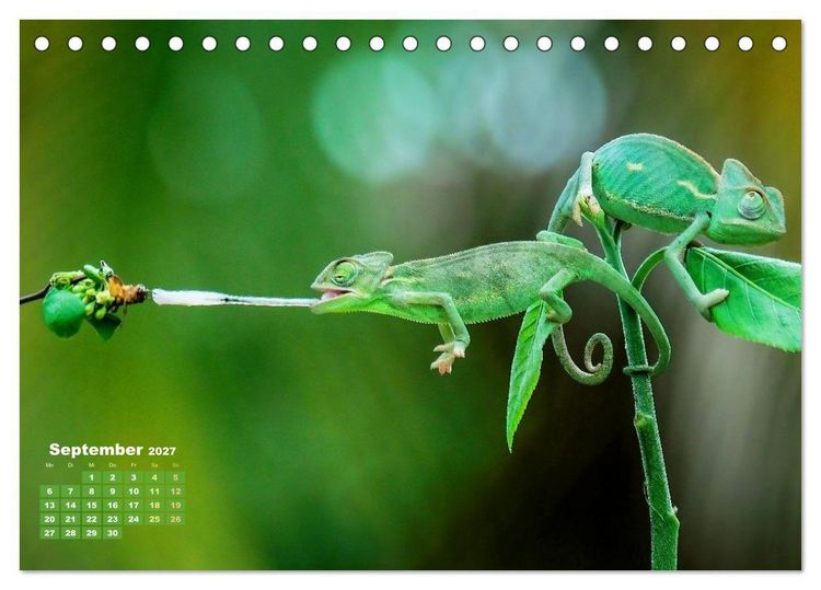 Produktbild: Cham&auml;leon: Die farbenfrohe Welt der Reptilien (Tischkalender 2027 DIN A5 quer), CALVENDO Monatskalender