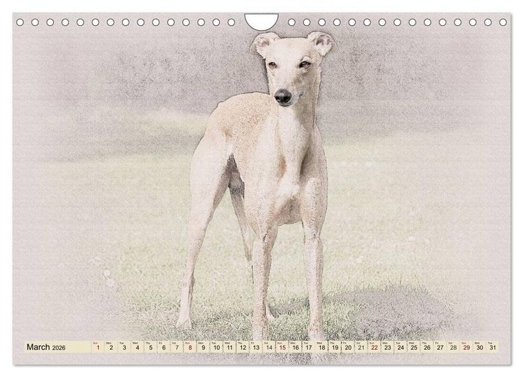 Produktbild: Whippets 2026 (Wall Calendar 2026 DIN A4 landscape), CALVENDO 12 Month Wall Calendar