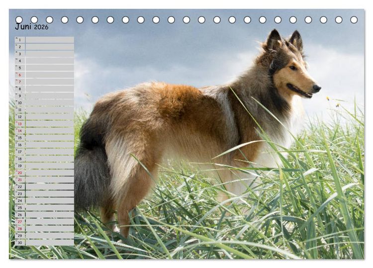 Produktbild: Highland Hawk Fame - Ein Collie begleitet durch das Jahr (Tischkalender 2026 DIN A5 quer), CALVENDO Monatskalender