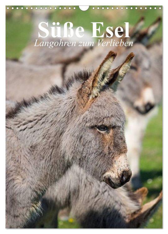 Produktbild: S&uuml;&szlig;e Esel. Langohren zum Verlieben (Wandkalender 2026 DIN A3 hoch), CALVENDO Monatskalender