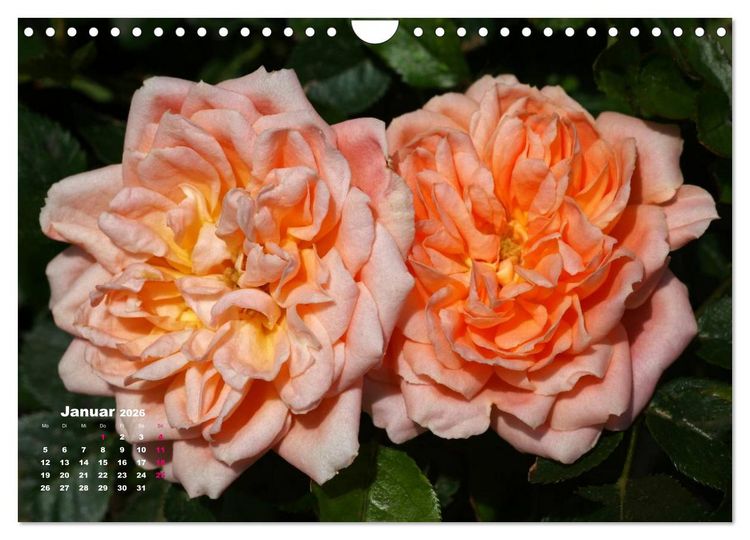 Produktbild: Zauberhafter Rosenreigen (Wandkalender 2026 DIN A4 quer), CALVENDO Monatskalender