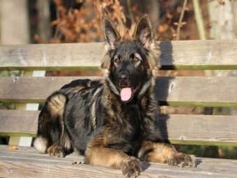 Produktbild: CALVENDO Puzzle Deutscher Sch&auml;ferhund | 1000 Teile Lege-Gr&ouml;&szlig;e 64x48cm Foto-Puzzle f&uuml;r gl&uuml;ckliche Stunden