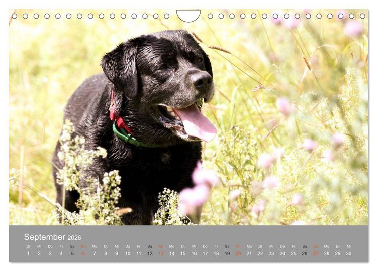 Produktbild: Graue Schnuten - Hunde in den besten Jahren (Wandkalender 2026 DIN A4 quer), CALVENDO Monatskalender