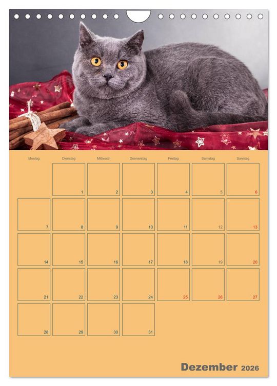 Produktbild: Britisch Kurzhaar Katzen - Planer (Wandkalender 2026 DIN A4 hoch), CALVENDO Monatskalender