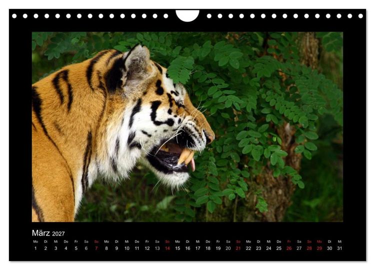 Produktbild: Welt der Katzen - Tiger (Wandkalender 2027 DIN A4 quer), CALVENDO Monatskalender